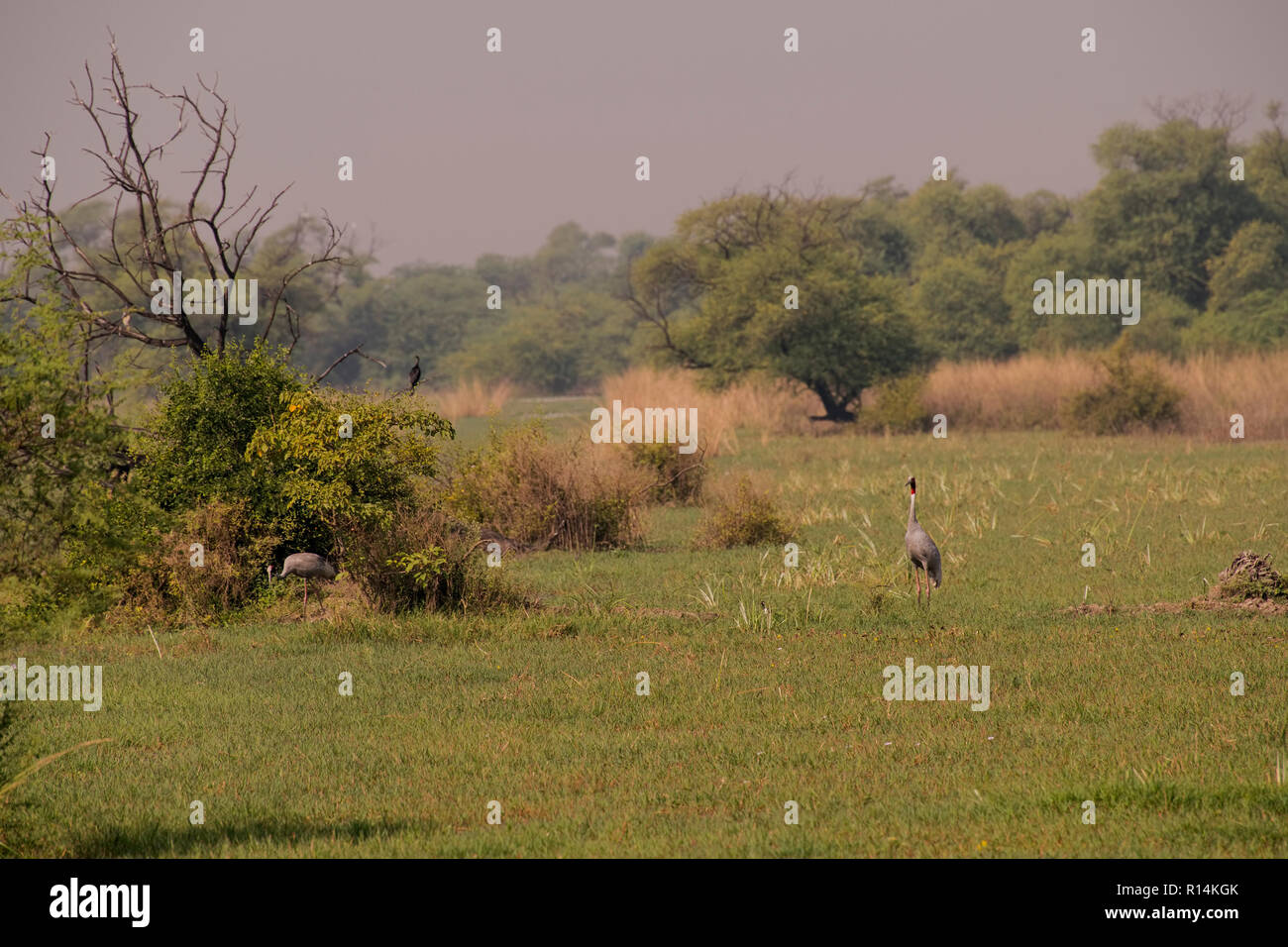 Bharatpur Vogelschutzgebiet, zwei Saruskraniche preying Insekten, Gras, Sümpfe, im Morgen, Rajasthan, Indien. Stockfoto