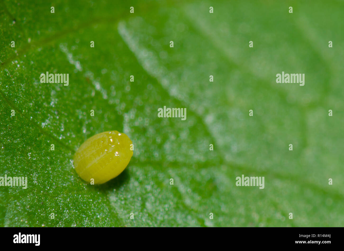 Golffritillar, Dione incarnata, Ei auf Passiflora sp. Stockfoto