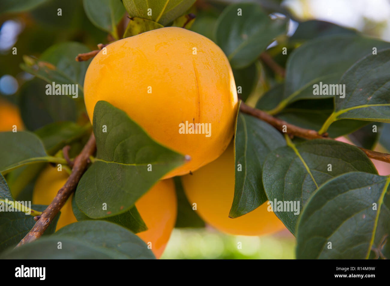 Reife japanische Persimone Kaki Früchte an einem Baum. Herbst saisonale Obst Konzept Stockfoto