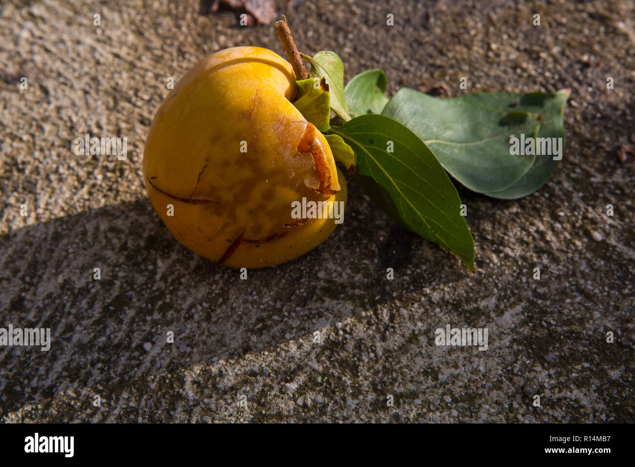 Reife japanische Persimone Kaki Früchte an einem Baum. Herbst saisonale Obst Konzept Stockfoto