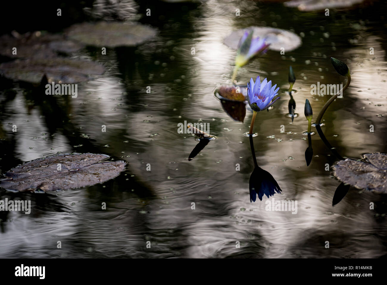 Seerosen im Teich der schönen Wasser Stockfoto