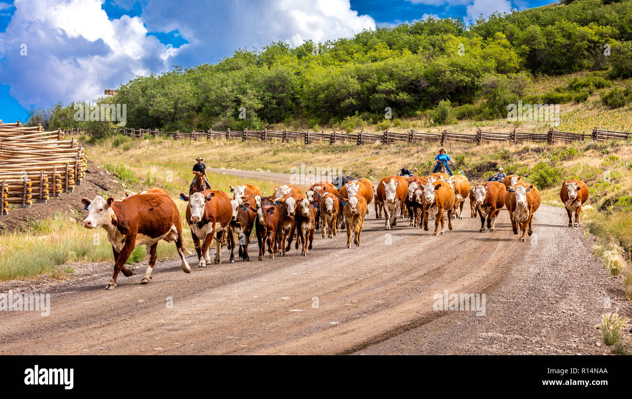 Juli 14, 2018, RIDGWAY, Colorado, USA - Almabtrieb down County Road 58 P, letzten Dollar Road, Hastings Mesa, zwischen Telluride und Ridgway Colorado Stockfoto