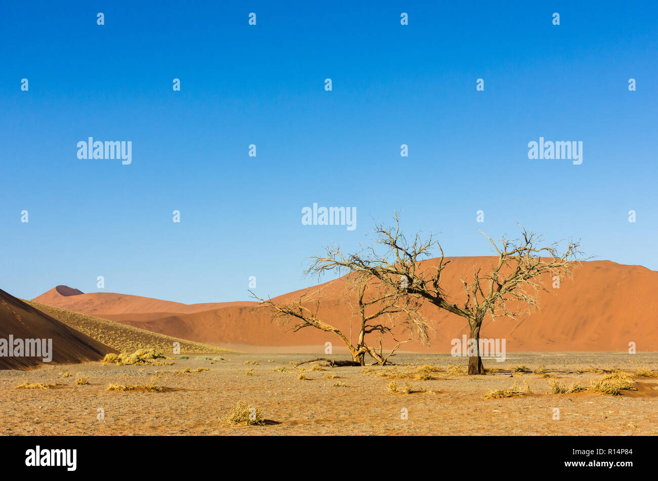 Namib Wüste Landschaft bei Sossusvlei in der Namib Naukluft National Park Namibia Afrika Stockfoto