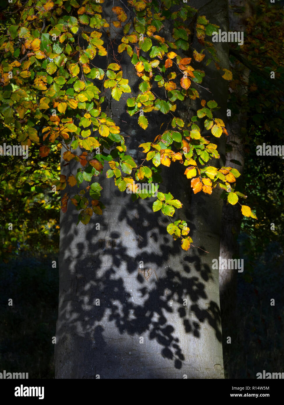 Buche Blätter im Herbst in der Nähe von holkham Norfolk Stockfoto