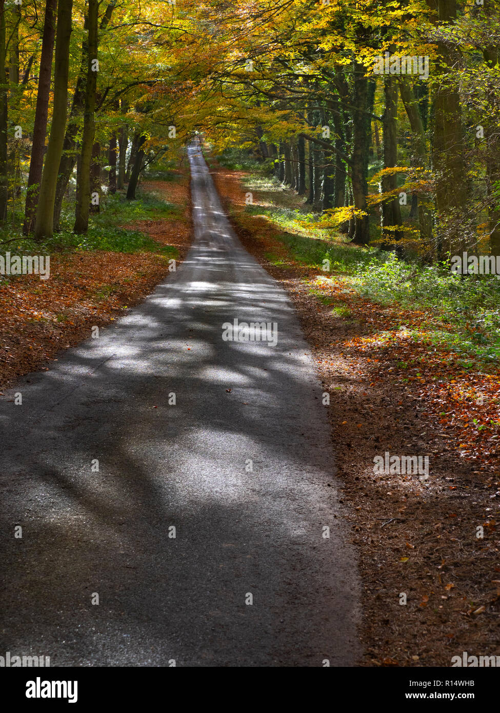 Country Lane durch Buchenwald bei Holkham Norden Norfolk Stockfoto