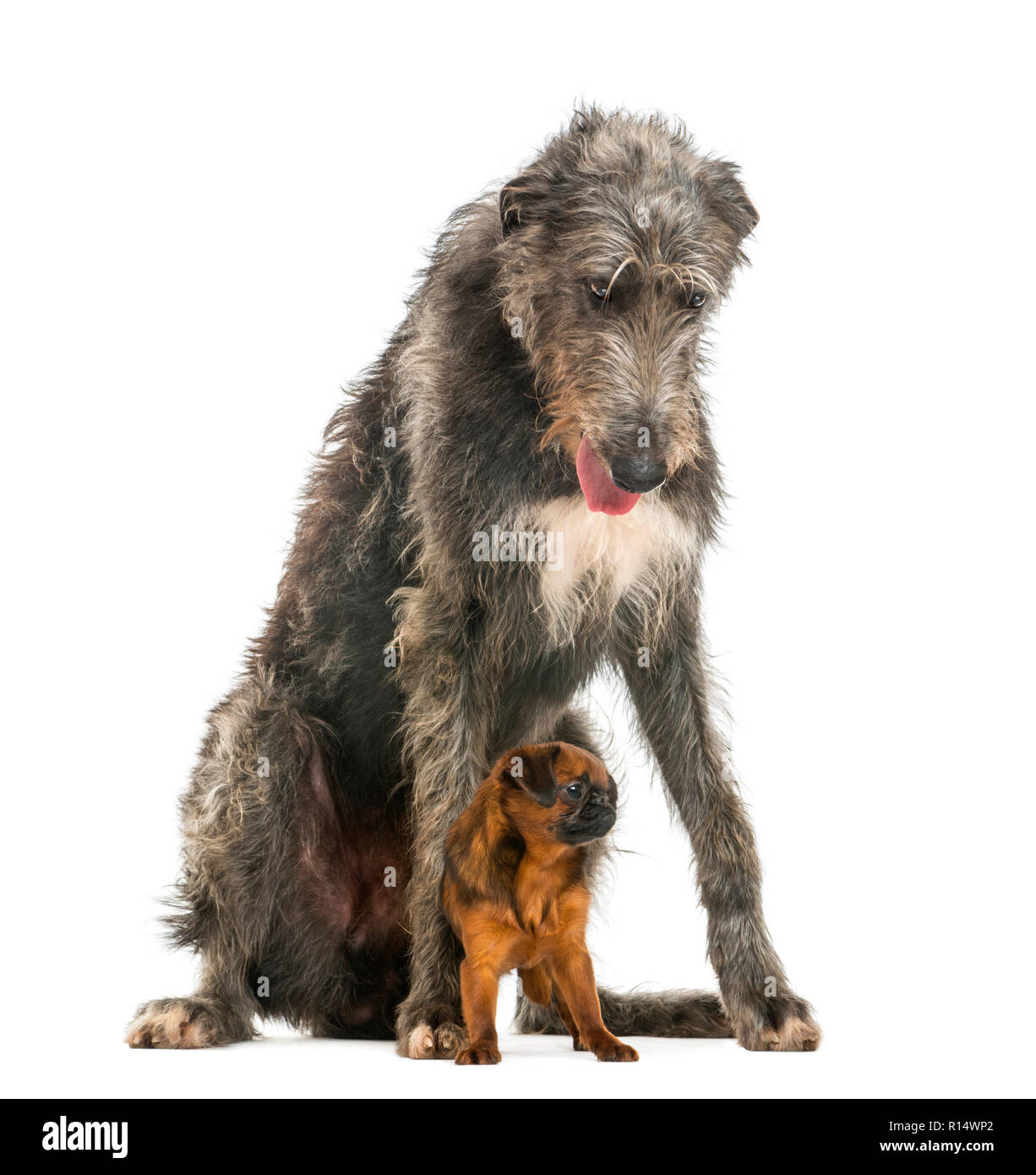Scottish Deerhound über einen Petit Brabancon, isoliert auf weißem Sitzen Stockfoto