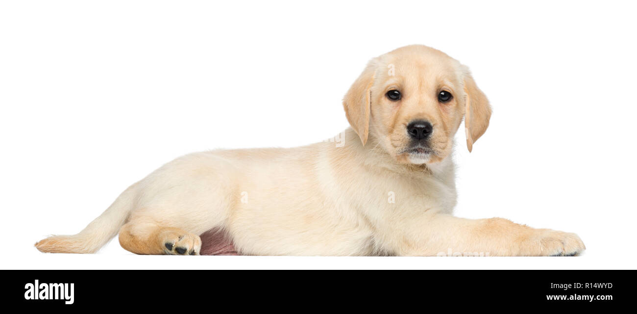 Labrador Retriever Welpe, 2 Monate alt, Lügen und isoliert auf weißem Stockfoto
