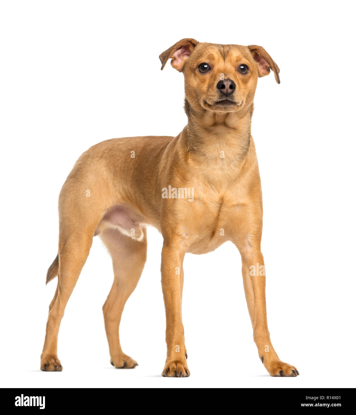 Deutsche Pinscher, 8 Monate alt, stehen, isoliert auf weißem Stockfoto