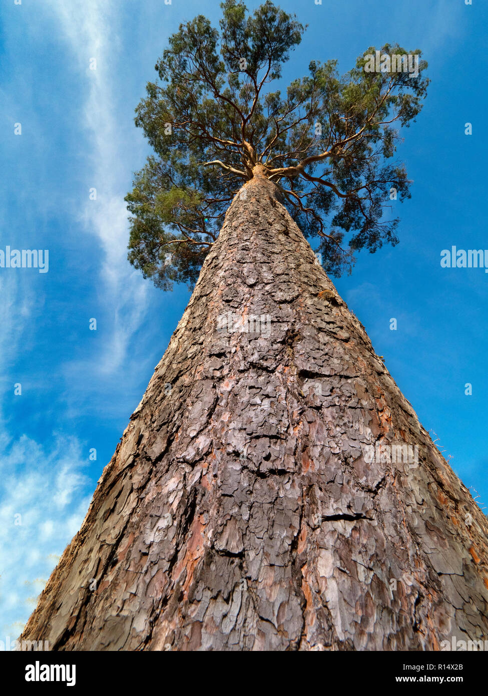 Scots Kiefern, Pinus sylvestris Stamm und Rinde Norfolk Stockfoto