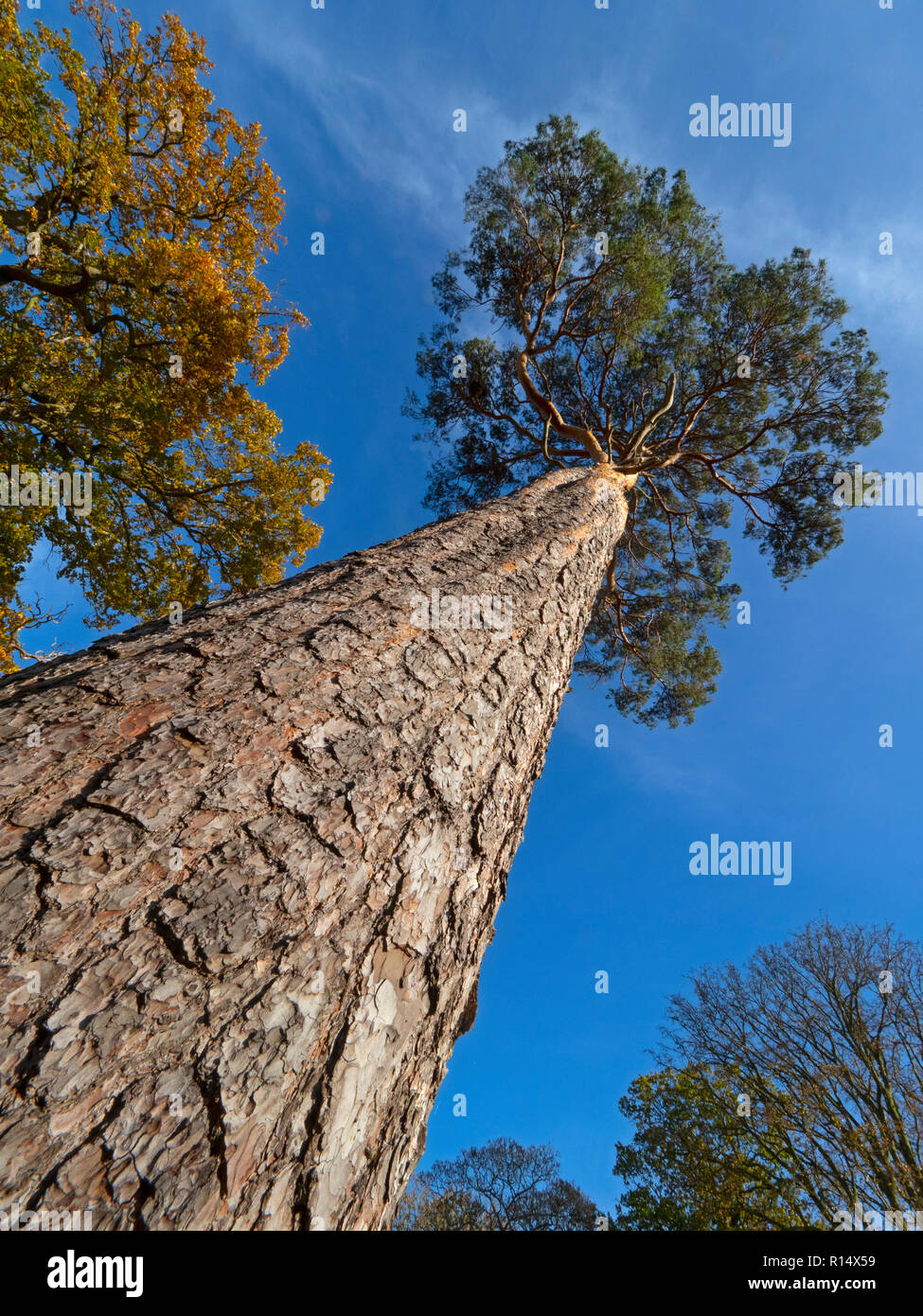 Scots Kiefern, Pinus sylvestris Stamm und Rinde Norfolk Stockfoto