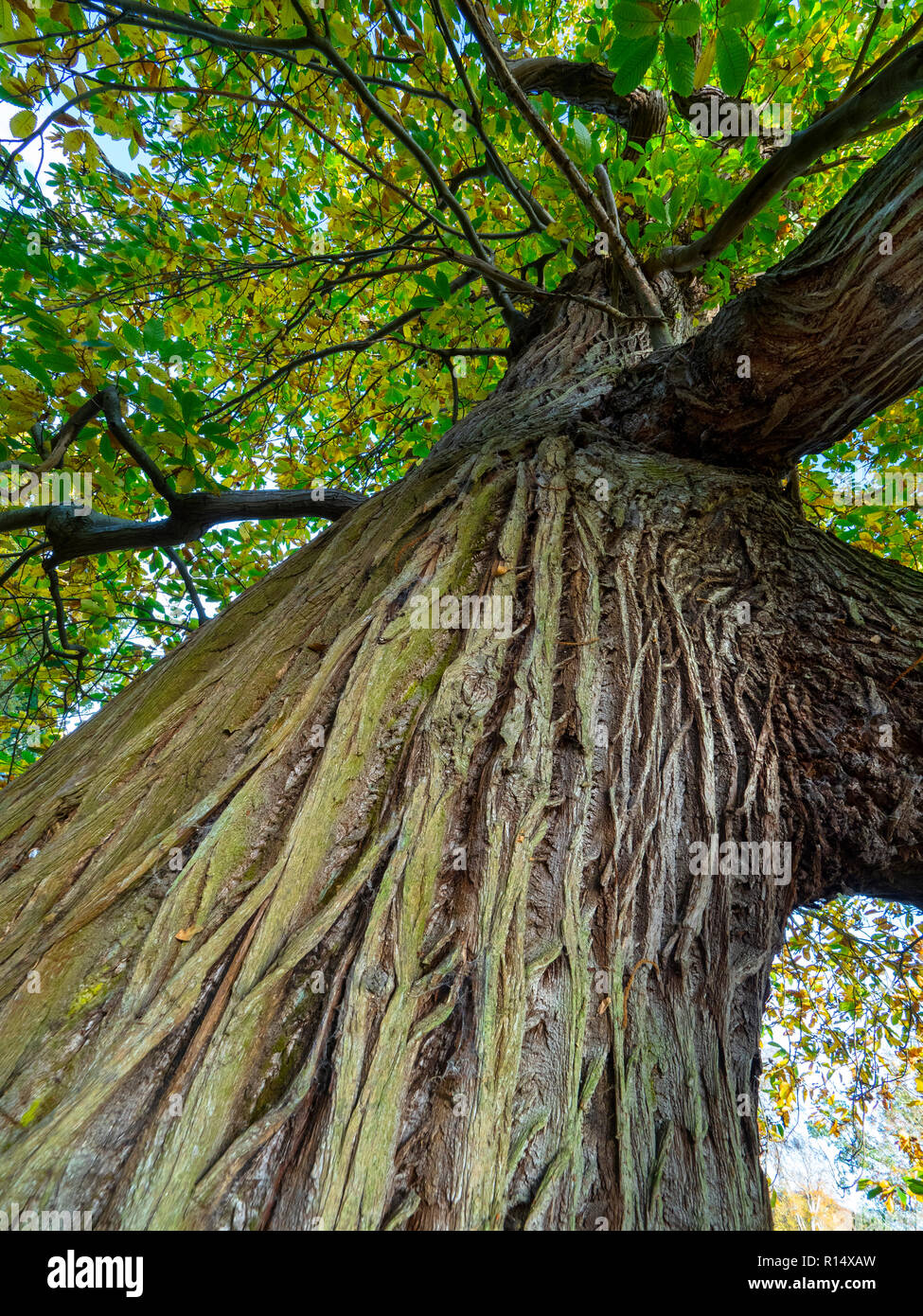 Sweet Chestnut Castanea sativa Stamm und Rinde Muster der alten Baum Stockfoto