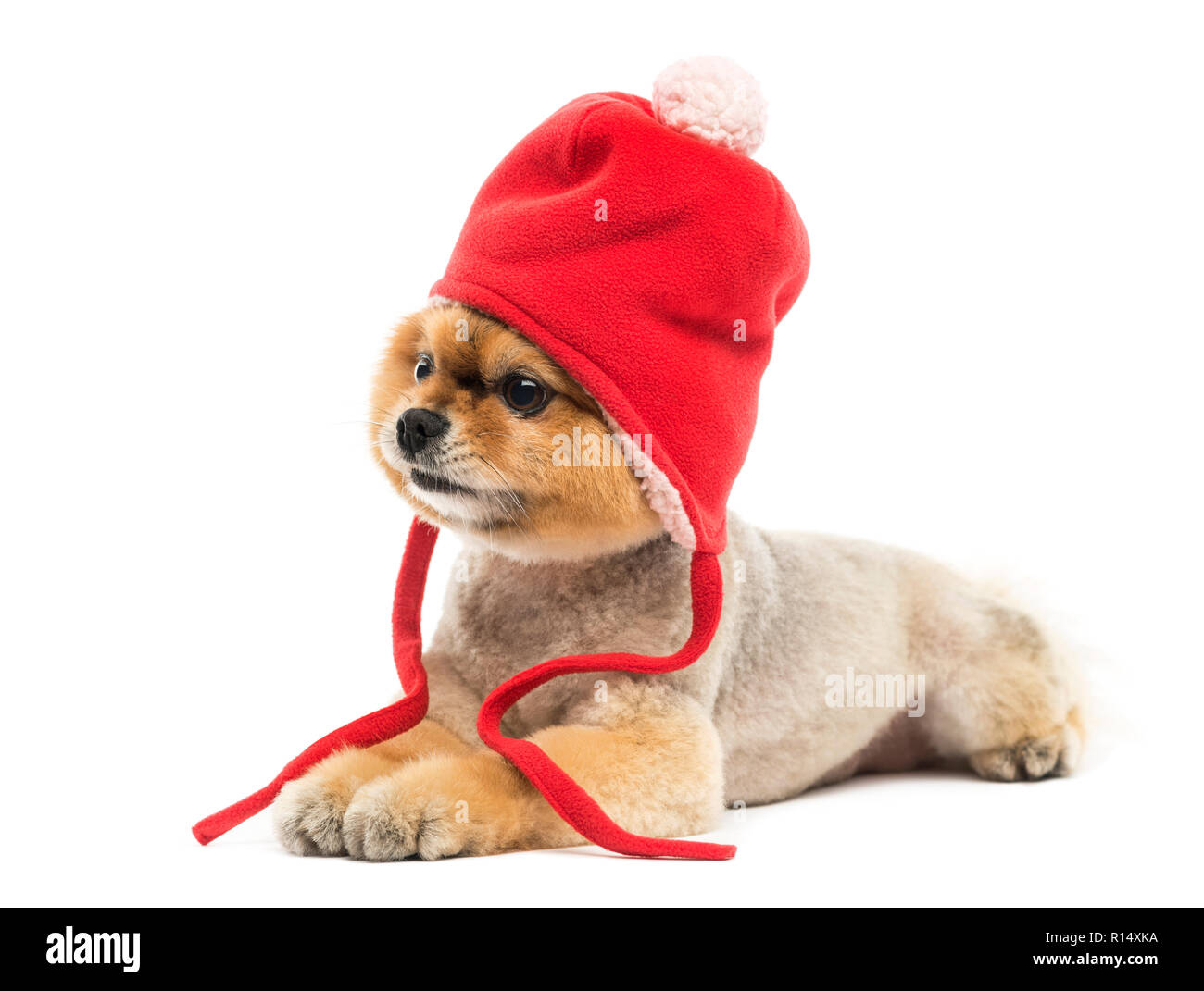 Grommed pomeranian Hund liegend und trägt eine rote Motorhaube Stockfoto