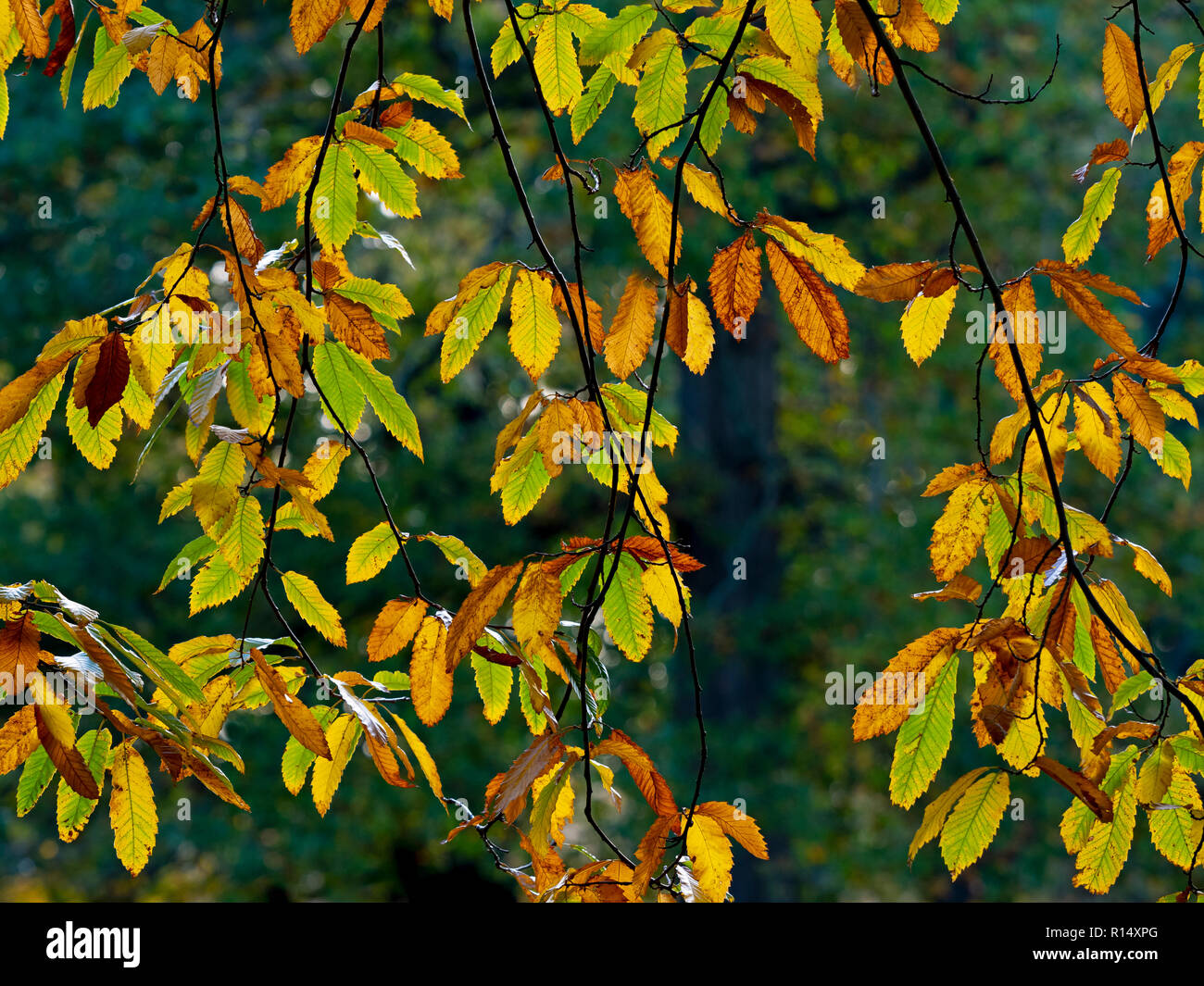 Sweet Chestnut Castanea Sativa Blätter im Herbst Stockfoto