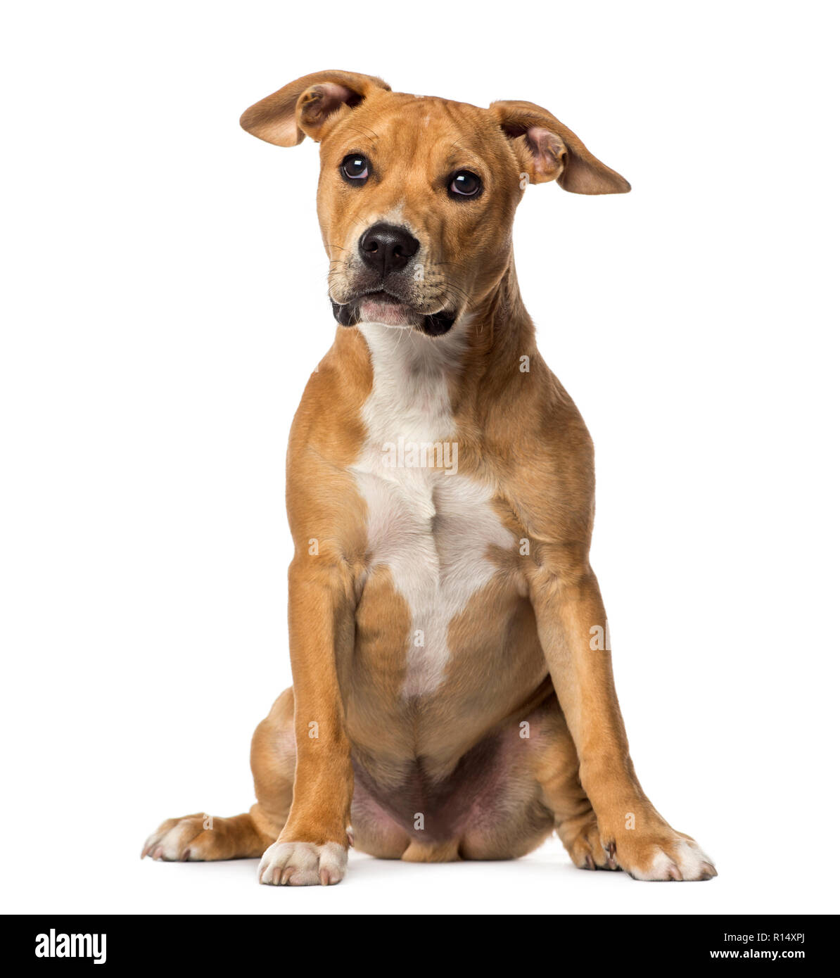 American Staffordshire Terrier sitzend, isoliert auf weißem Stockfoto