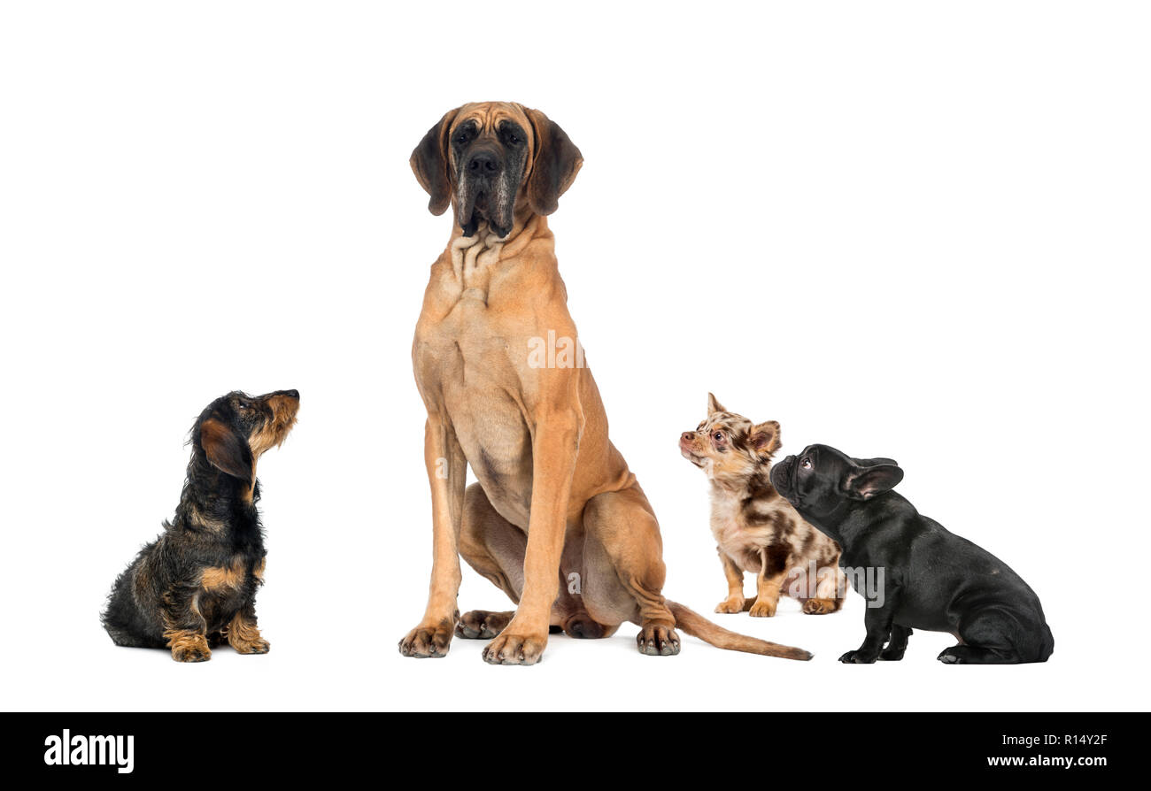 Kleine Hunde auf einen grossen Hund Stockfoto