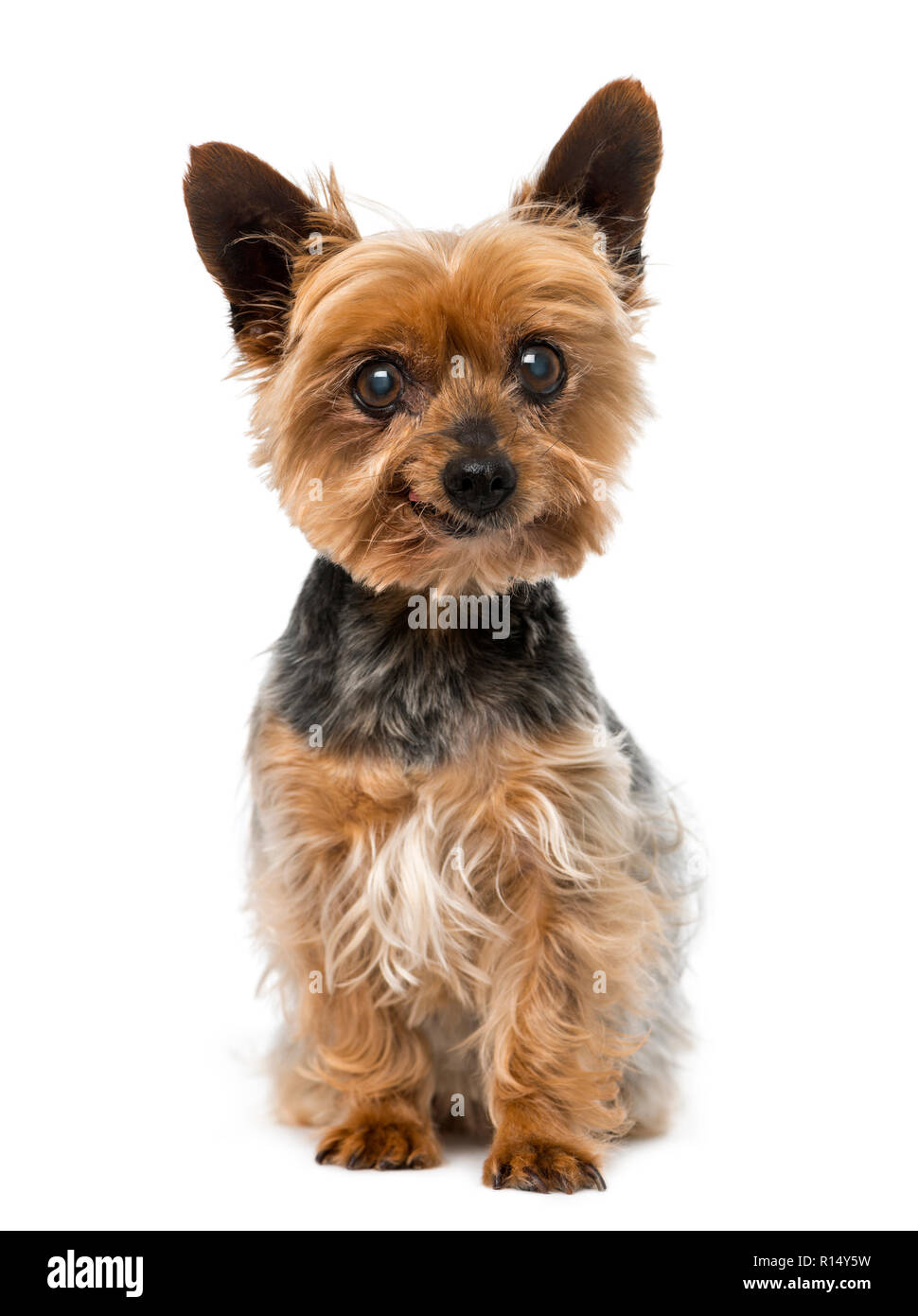 Alte Yorkshire Terrier (13 Jahre alt) Stockfoto