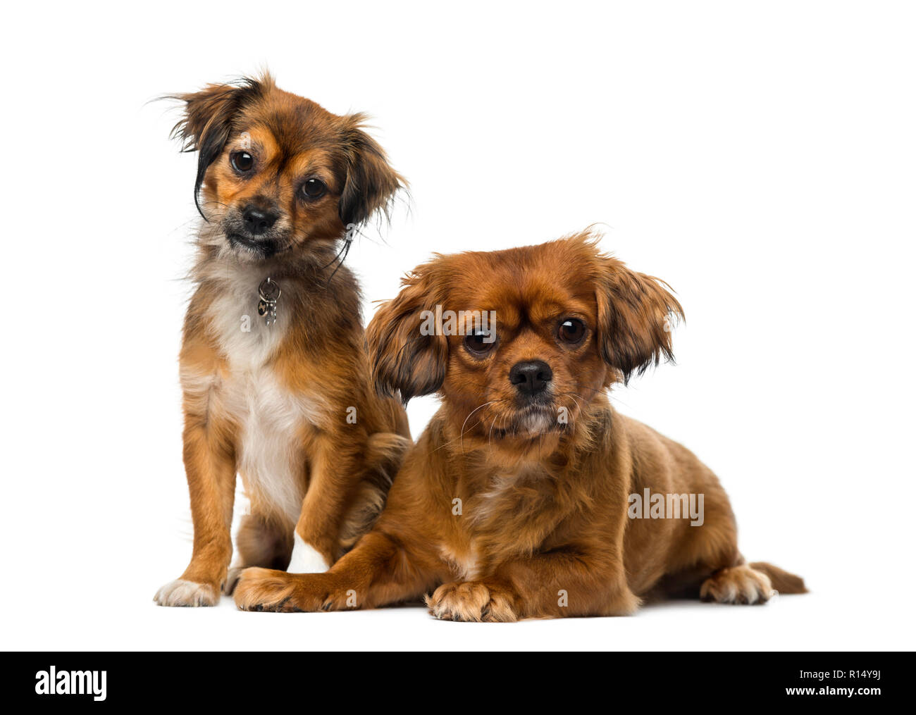 Zwei Cavalier King Charles Spaniels Stockfoto