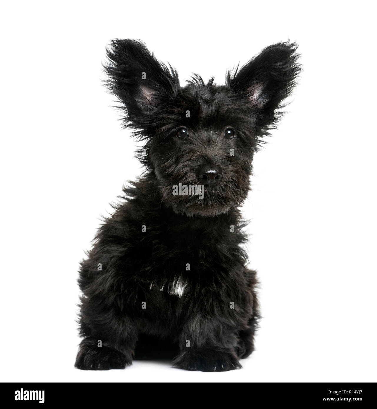 Skye Terrier Welpen vor einem weißen Hintergrund sitzen Stockfoto