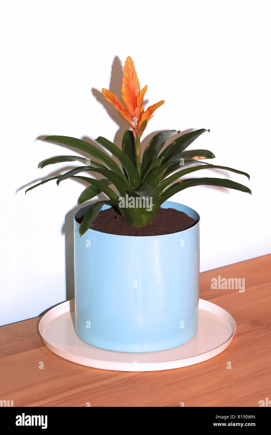 Orange Blume bromelie Haus Werk im Regal innen modernes Interieur  Stockfotografie - Alamy