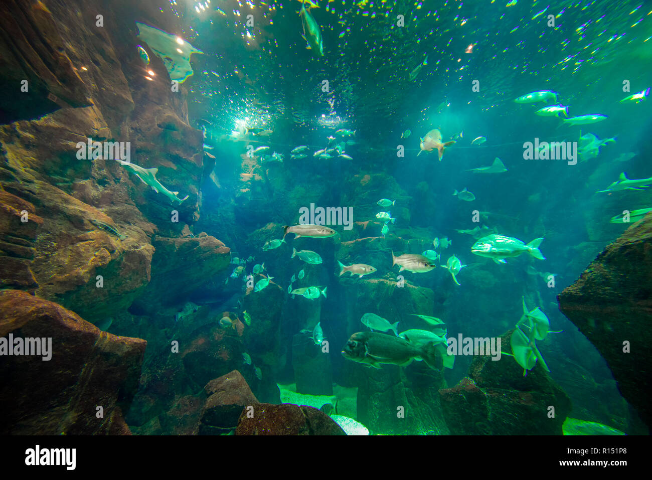 Aquarium, Porto Moniz, Madeira, Portugal Stockfoto