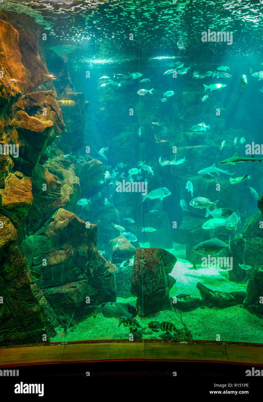 Aquarium, Porto Moniz, Madeira, Portugal Stockfoto