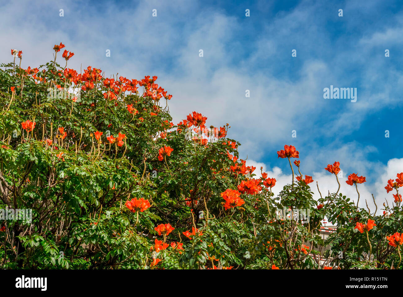 Betriebsprüfungen in Tulpenbaum (Spathodea campanulata), Madeira, Portugal Stockfoto