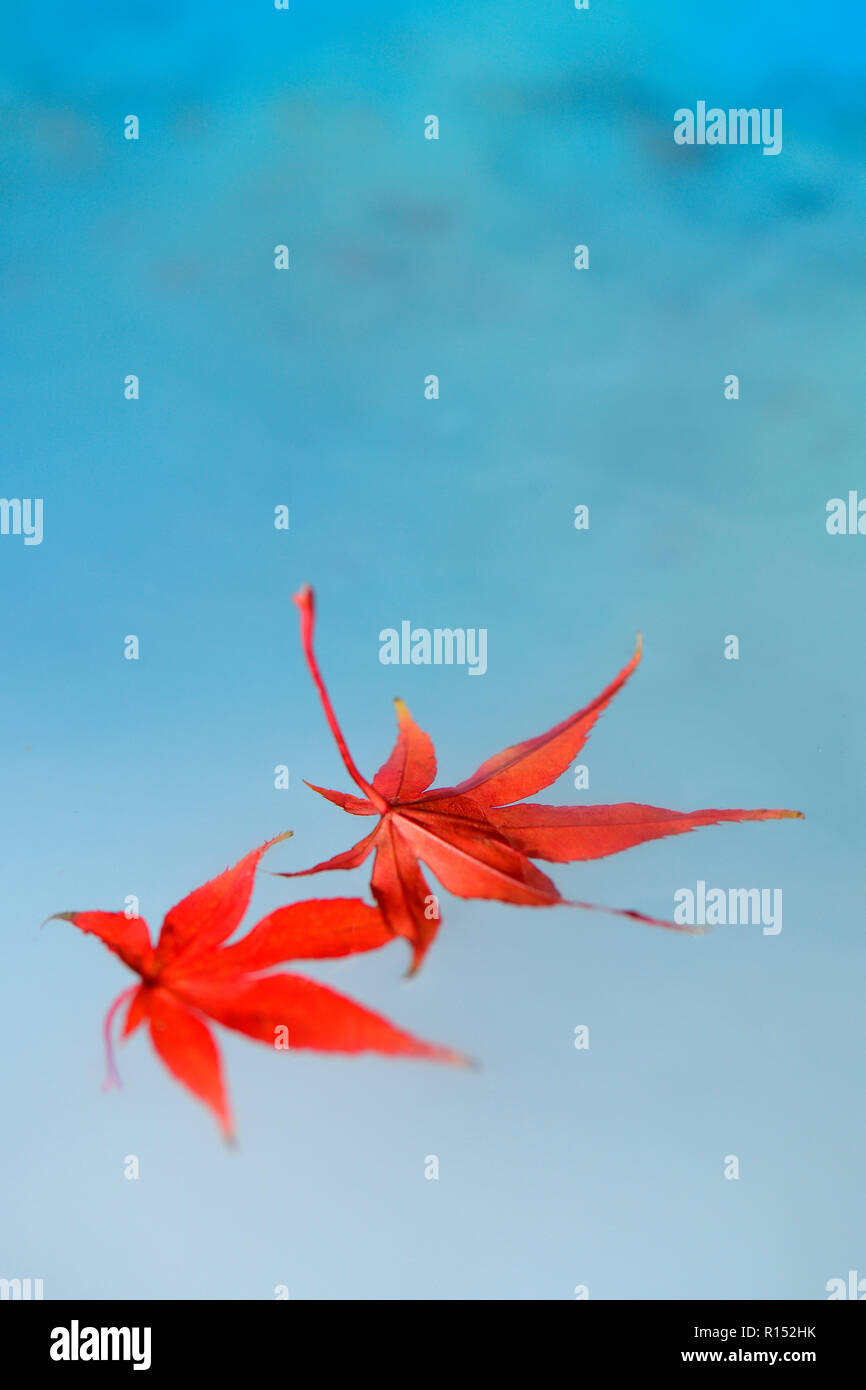 Rote Ahornblaetter in Wasser, Acer palmatum Stockfoto