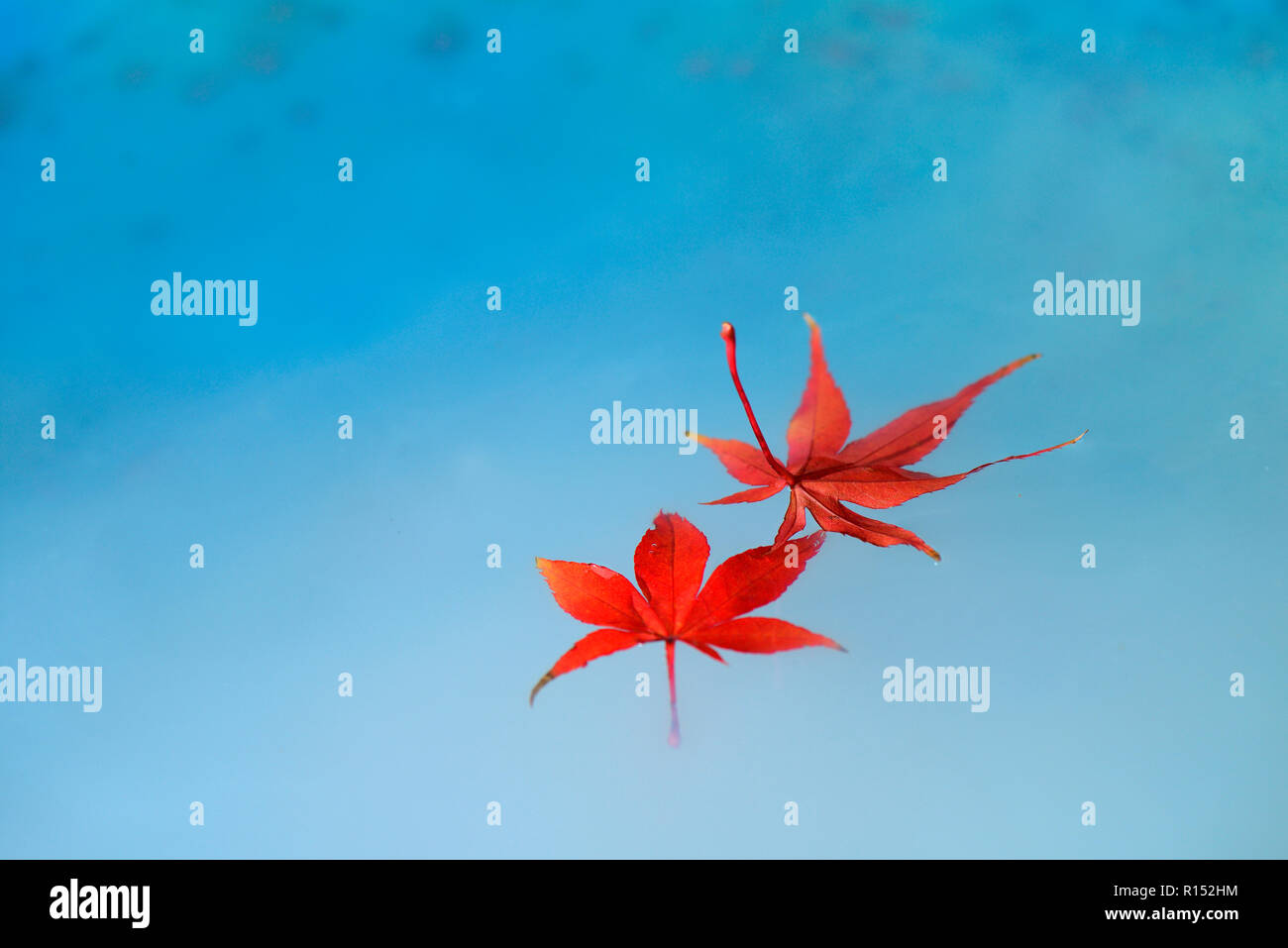 Rote Ahornblaetter in Wasser, Acer palmatum Stockfoto