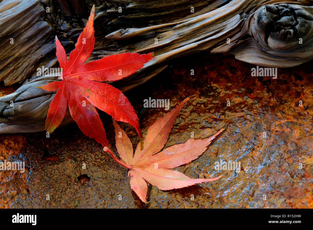 Rote Ahornblaetter, Acer palmatum Stockfoto