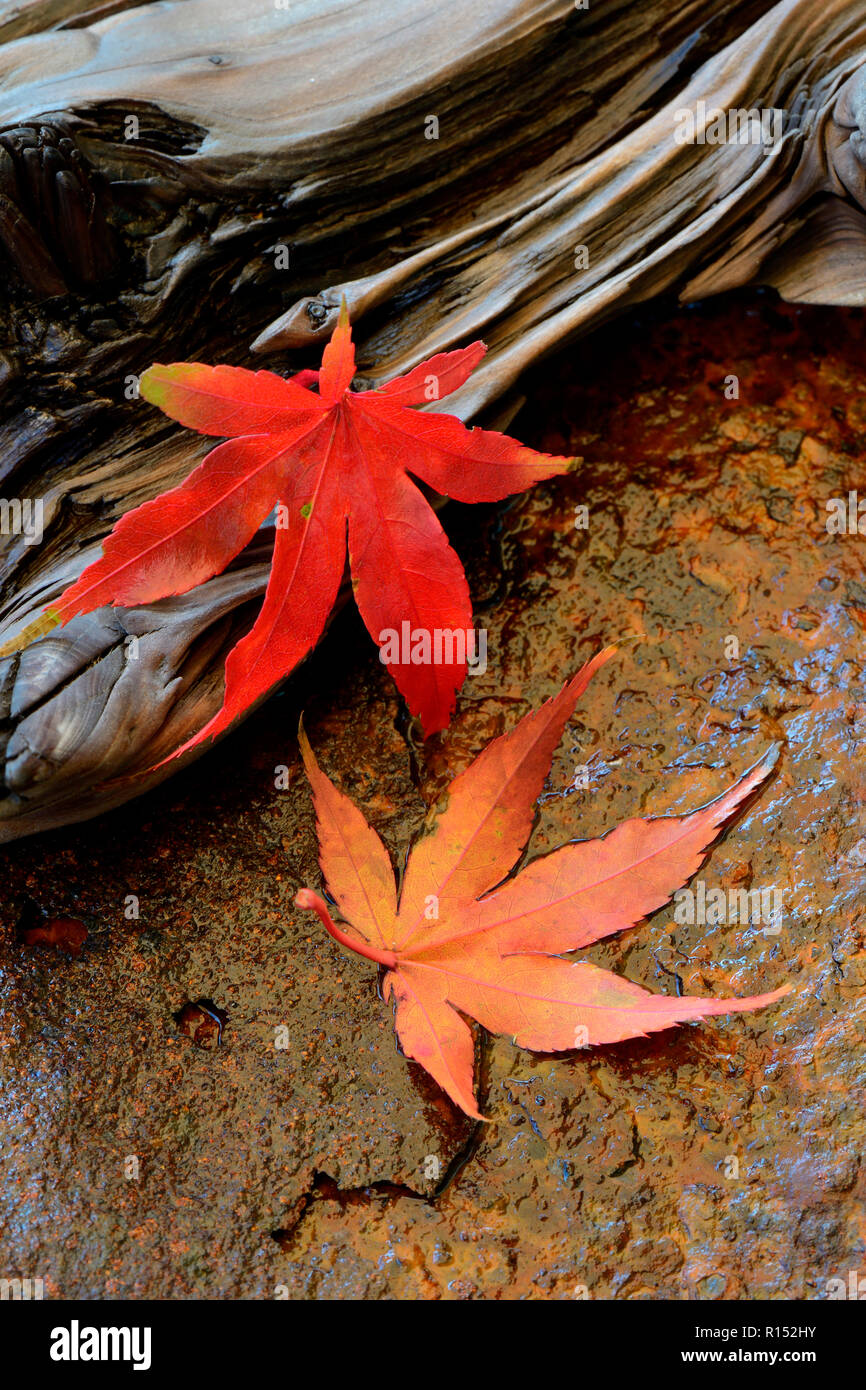 Rote Ahornblaetter, Acer palmatum Stockfoto