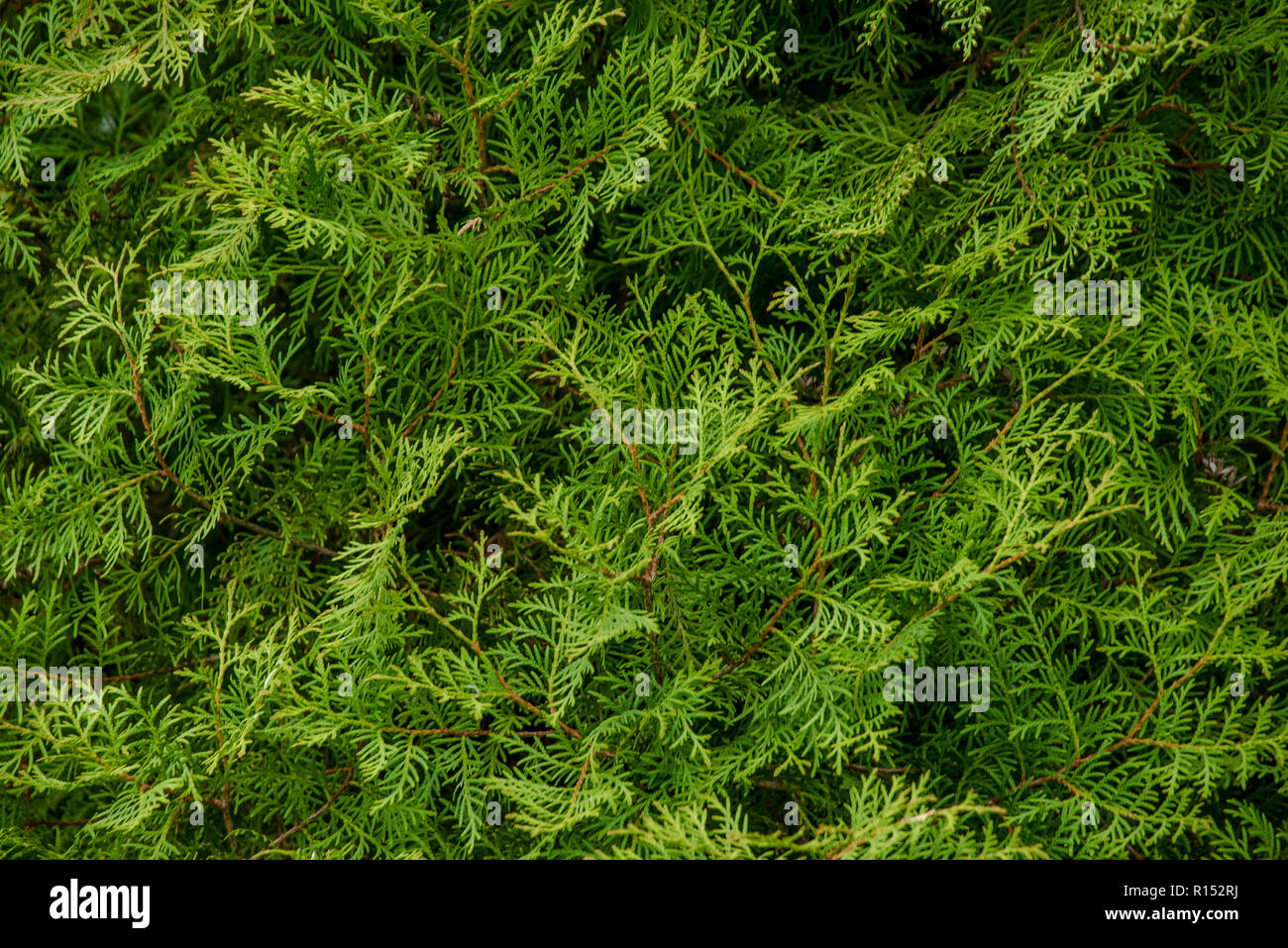 Thuya Ast Textur flora Hintergrundbild Stockfoto