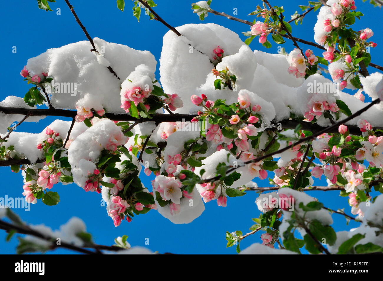 Schnee bedeckt Apfelblüte, Malus domesticus Stockfoto