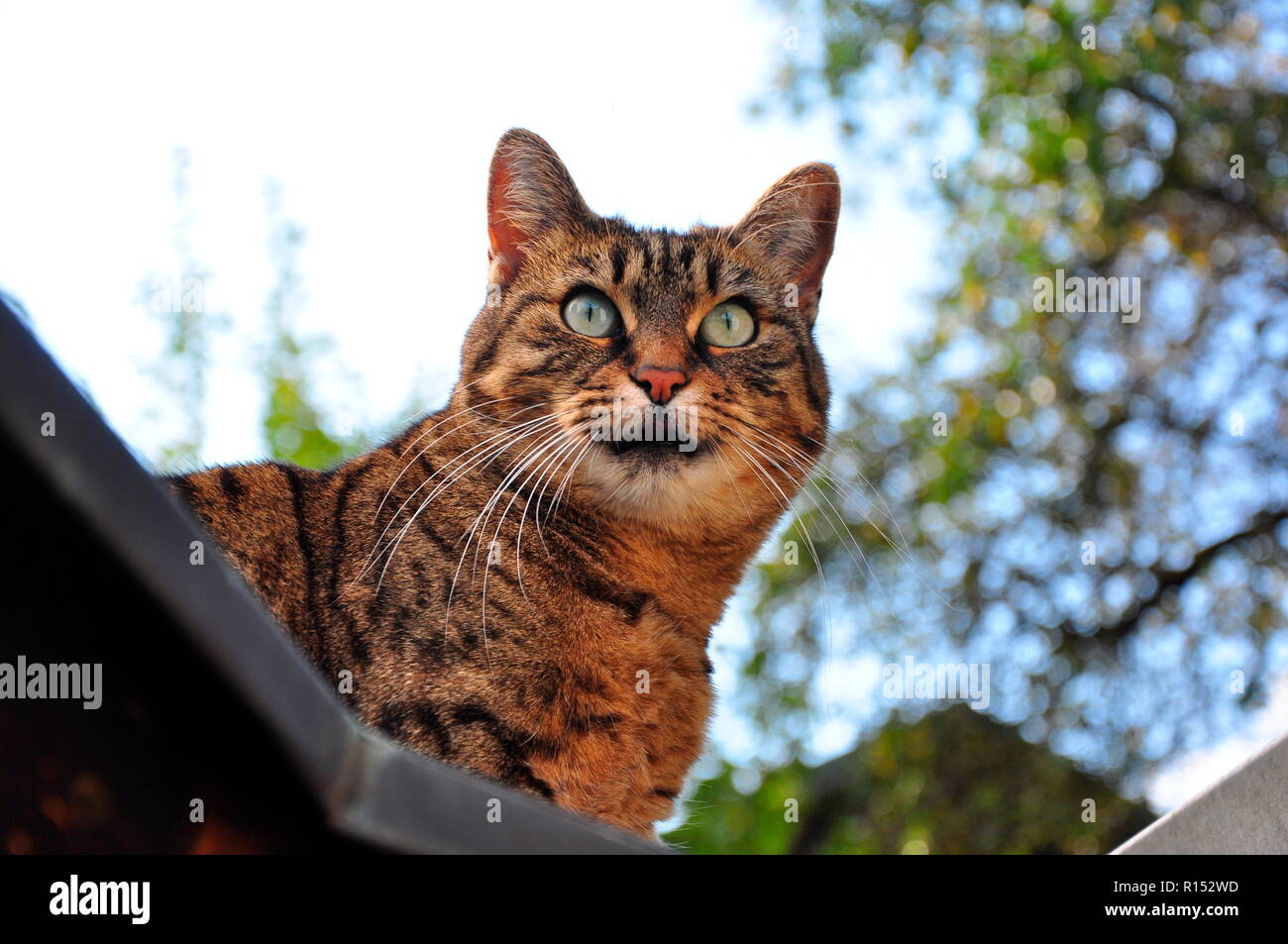 Hauskatze Stockfoto