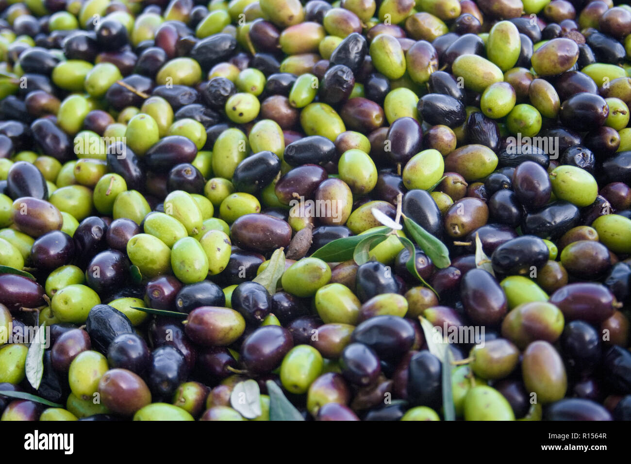 Grüne und schwarze Oliven bereit, an der Mühle Olivenöl zu erhalten, in der Nähe verarbeitet werden Stockfoto