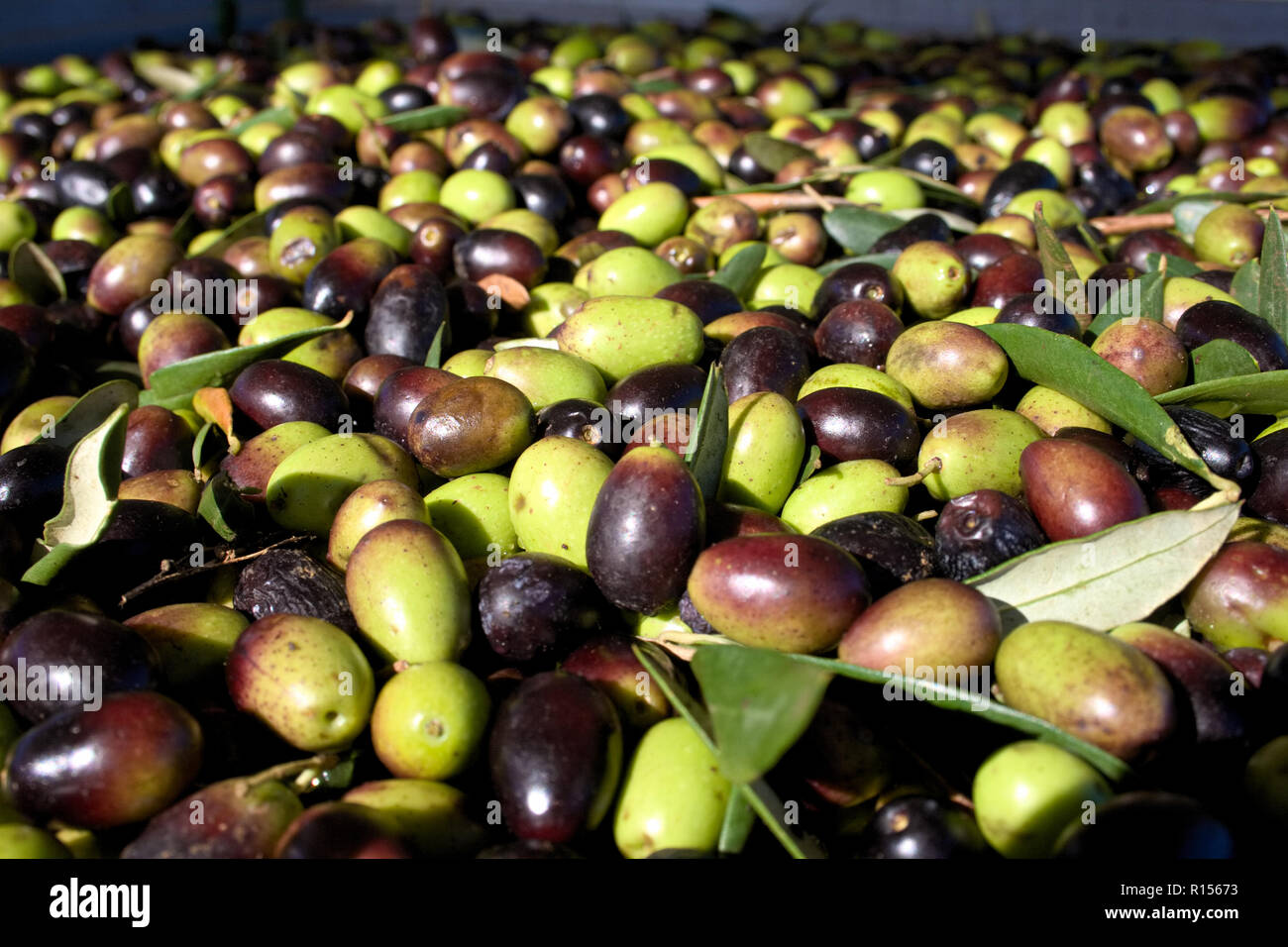 Grüne und schwarze Oliven bereit, an der Mühle Olivenöl zu erhalten, in der Nähe verarbeitet werden Stockfoto