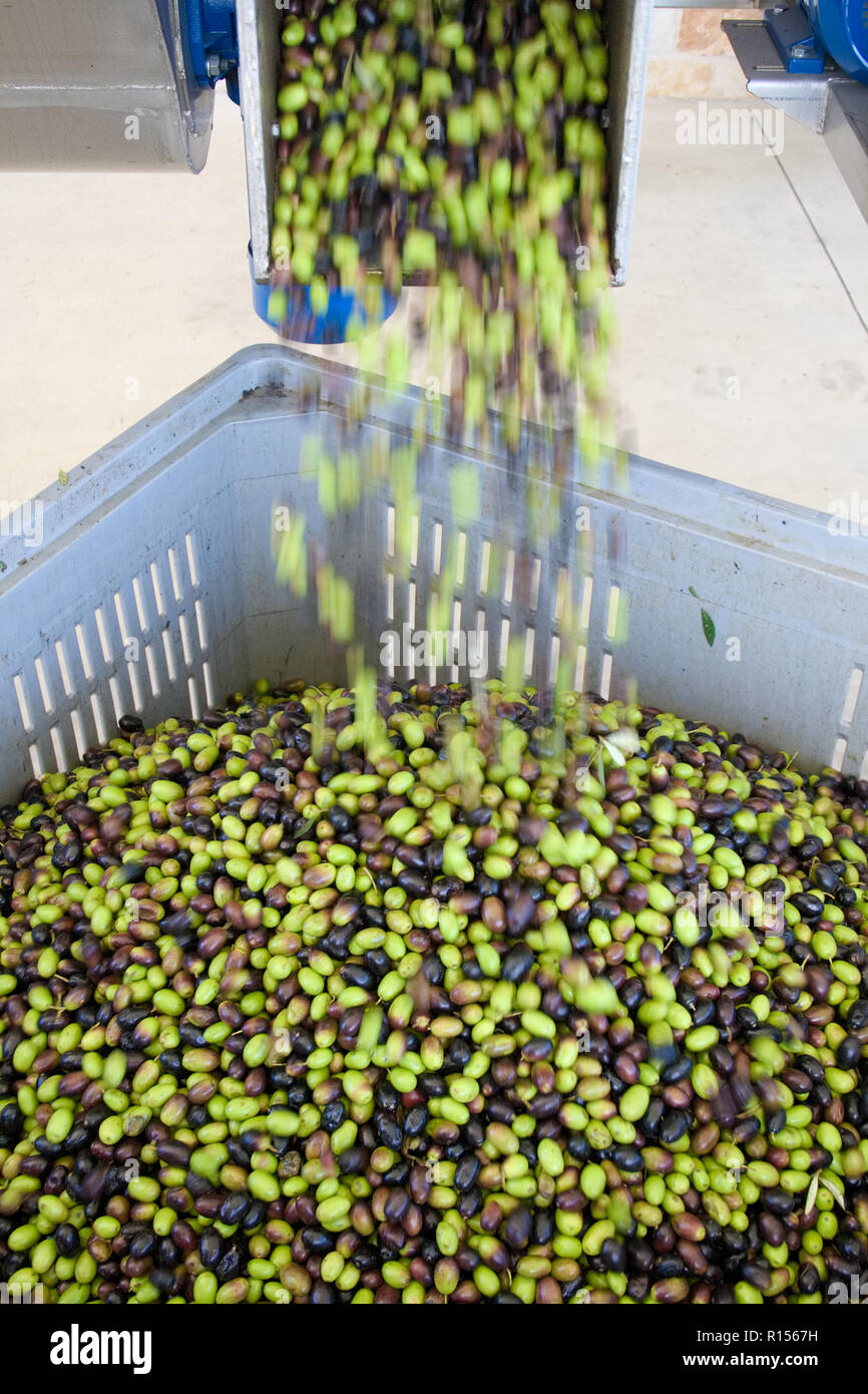 Frisches Olivenöl produktion an einem kalten - drücken Sie die Fabrik nach der Olivenernte, schwarze und grüne Oliven Stockfoto