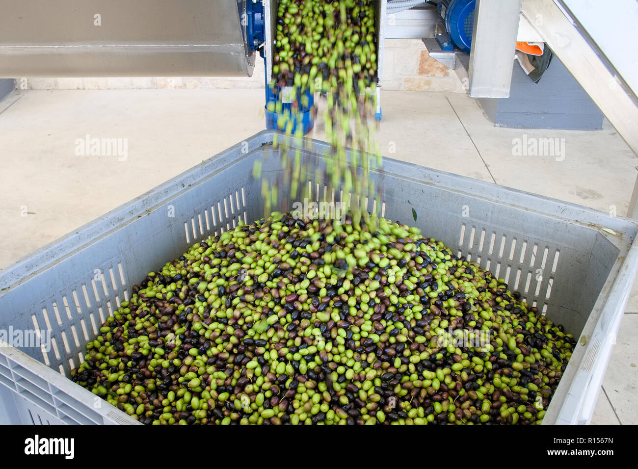 Frisches Olivenöl produktion an einem kalten - drücken Sie die Fabrik nach der Olivenernte, schwarze und grüne Oliven Stockfoto