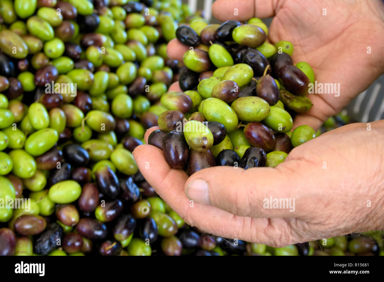 Grüne und schwarze Oliven bereit, an der Mühle Olivenöl in den Händen der Bauern zu erhalten verarbeitet werden Stockfoto