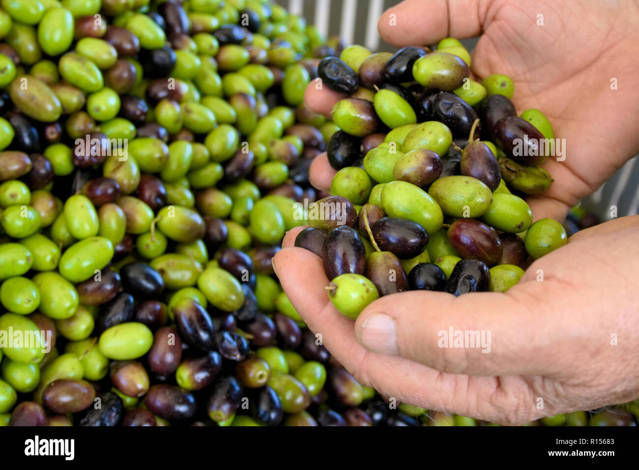 Grüne und schwarze Oliven bereit, an der Mühle Olivenöl in den Händen der Bauern zu erhalten verarbeitet werden Stockfoto
