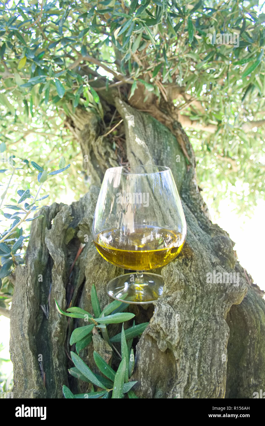 Glas Olivenöl extra vergine und Olive Tree Stockfoto