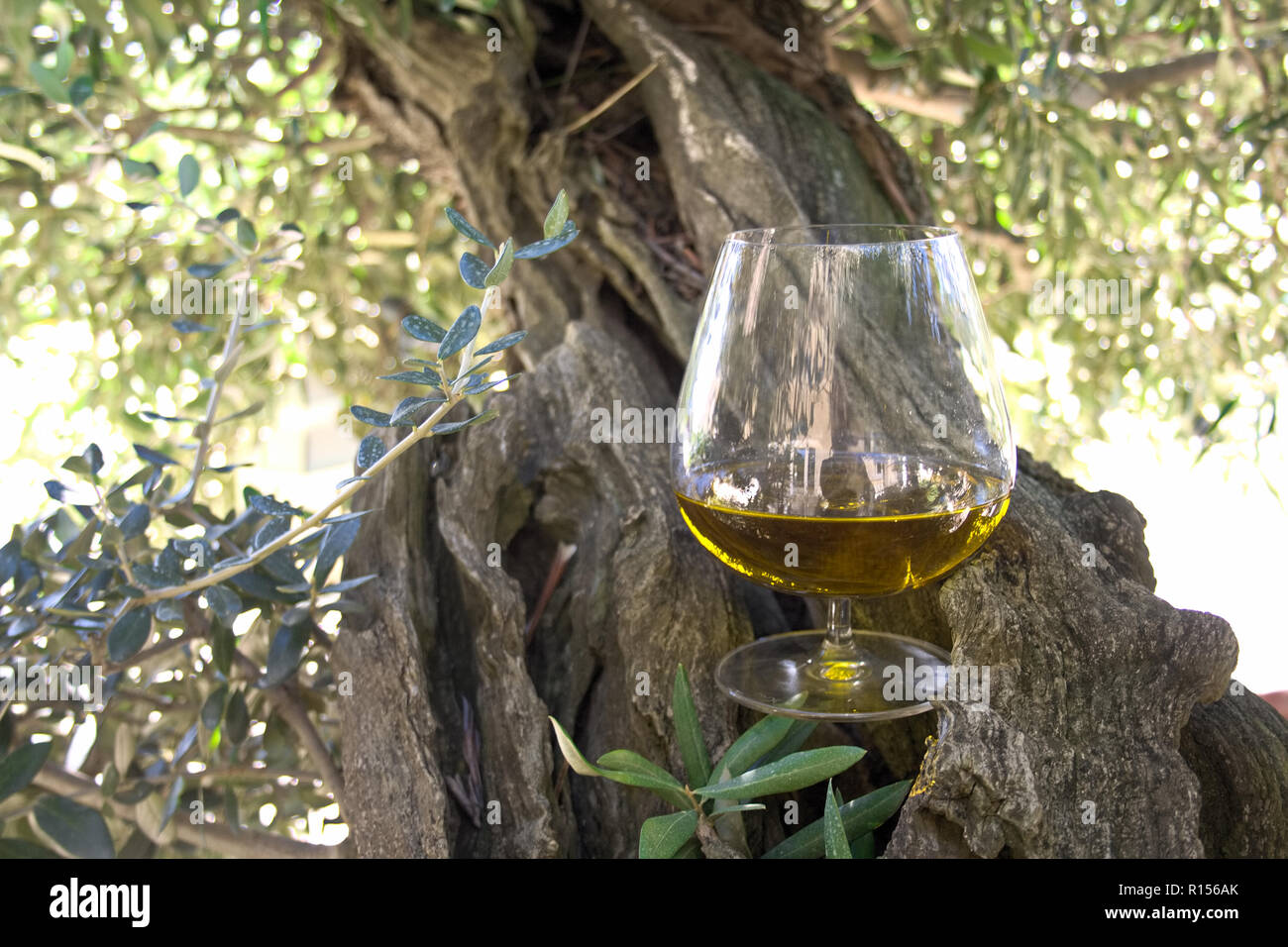 Glas Olivenöl extra vergine und Olive Tree Stockfoto