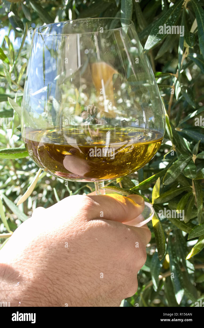 Hand der Landwirt mit einem Glas natives Olivenöl extra unter Olivenbaum Stockfoto