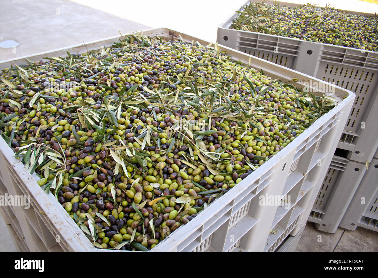 Die Produktion von Olivenöl. Box von grünen und schwarzen Oliven bereit, an der Mühle Olivenöl zu erhalten verarbeitet werden Stockfoto
