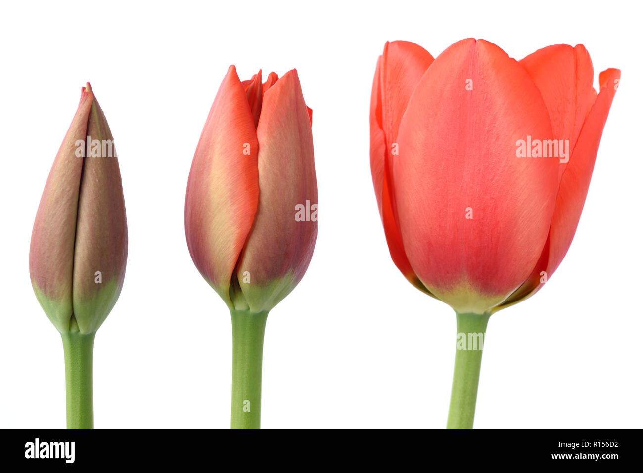 Red tulipa Tulip drei Blüten in verschiedenen Phasen der Öffnung Stockfoto