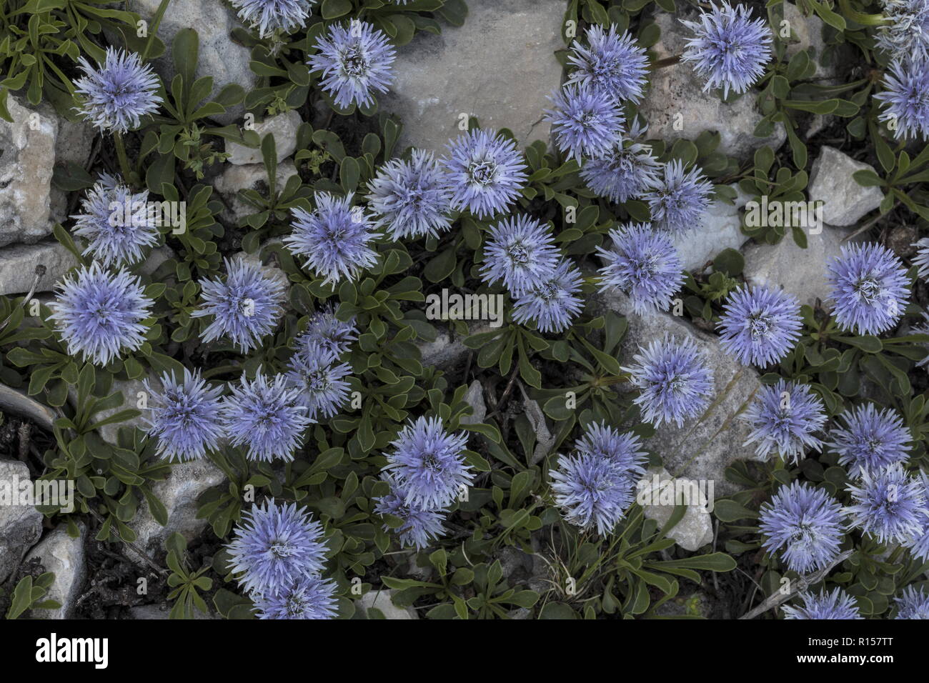 Herz-leaved Globus Daisy, Globularia cordifolia ssp Bellidifolia, in der Blume auf Kalkstein, Berg Biokovo, Kroatien. Stockfoto
