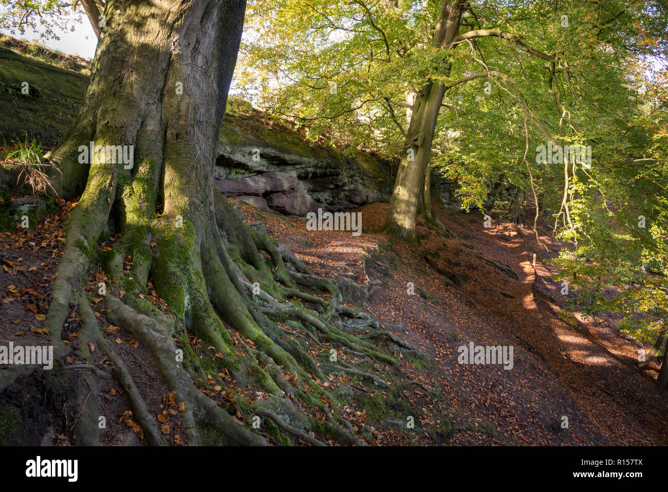 Alte Buche mit kriechenden Wurzeln in Alderley Edge, Cheshire, England. Stockfoto