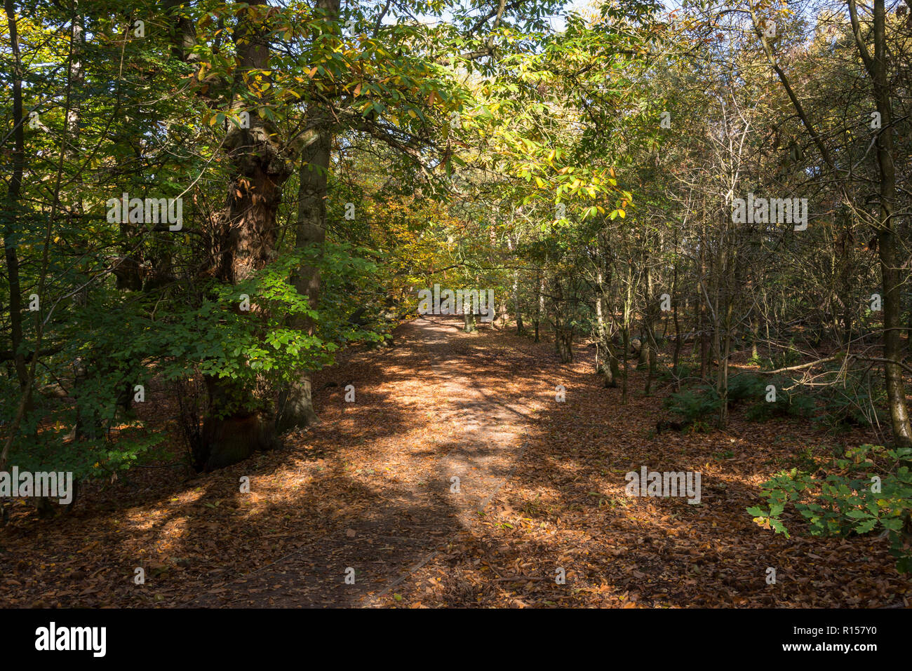 Herbstliche Wälder in Alderley Edge, Cheshire, England. Stockfoto