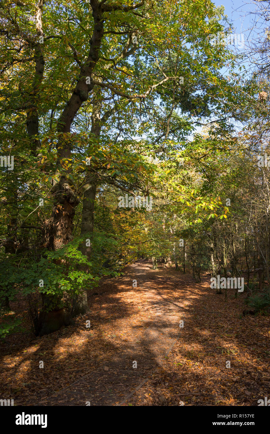 Herbstliche Wälder in Alderley Edge, Cheshire, England. Stockfoto