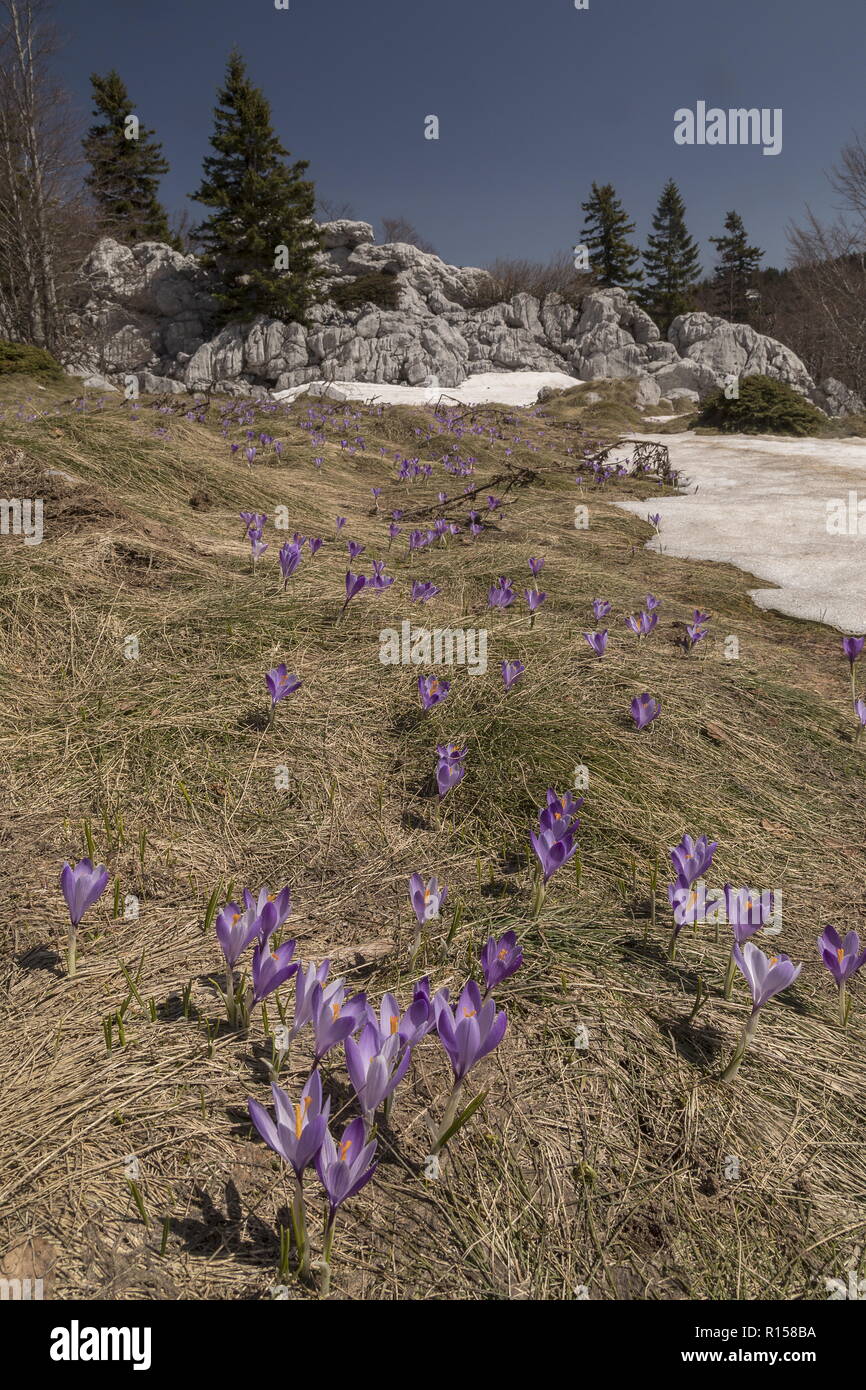 Frühling, Krokus Crocus vernus, en masse an der Schneegrenze in Berg Grünland, Velebit Gebirge, Kroatien. Stockfoto