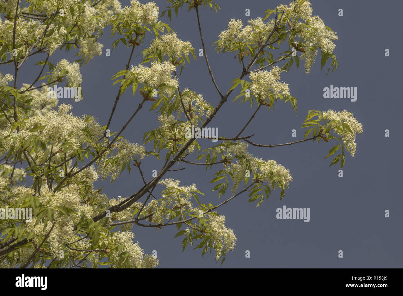Manna Esche, Fraxinus ornus, Baum in voller Blüte im Frühjahr, Istrien, Kroatien. Stockfoto